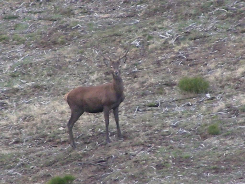 El Invernal De Picos Portilla de la Reina Zewnętrze zdjęcie